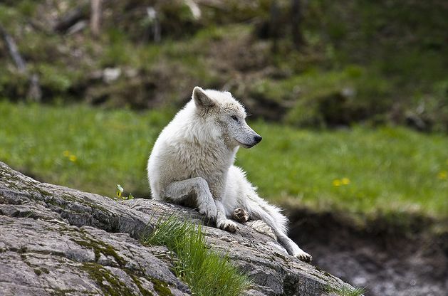  p>北极狼(学名: i>canis lupus arctos /i>),又称 a href="#" data