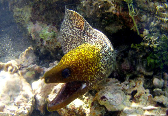 gymnothorax  undulatus