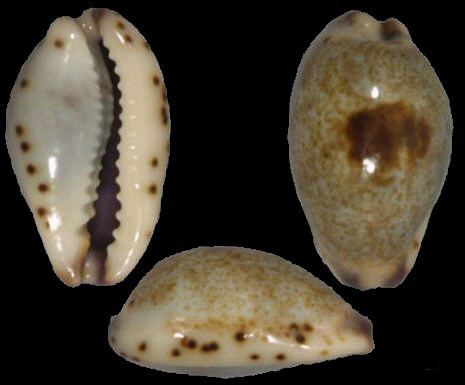  p>小眼宝螺(学名:purpuradusta gracilis gracilis)是腹足纲宝螺科的