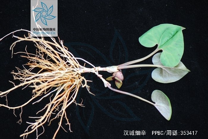 汉城细辛(变型)