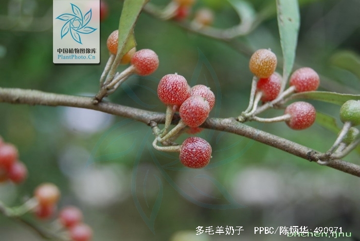  p> a href="#" data-lemmaid="10486835">多毛羊奶子 /a>,拉丁文名