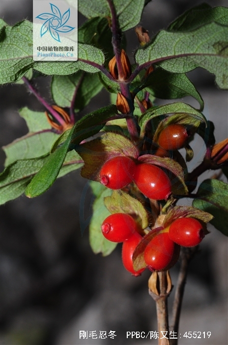  p>刚毛忍冬(学名: i>lonicera hispida /i> pall. ex roem.