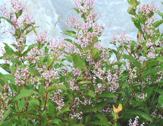  p>多穗蓼,中药名.