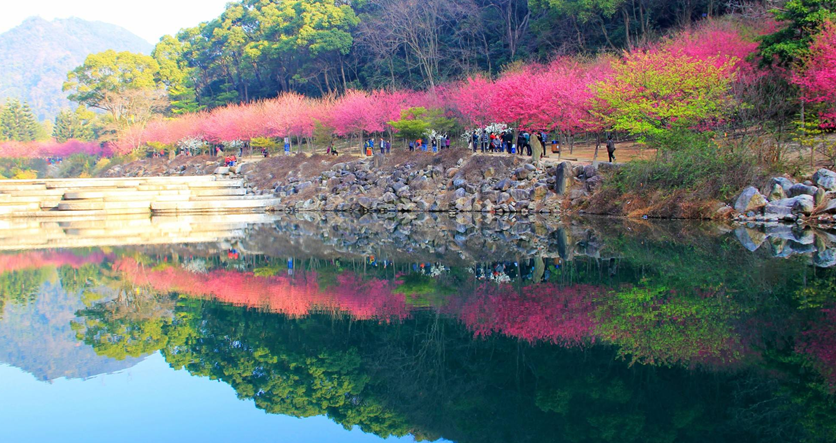 樱花谷森林公园