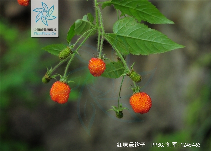  p>红腺悬钩子(学名: i>rubus sumatranus /i> miq.