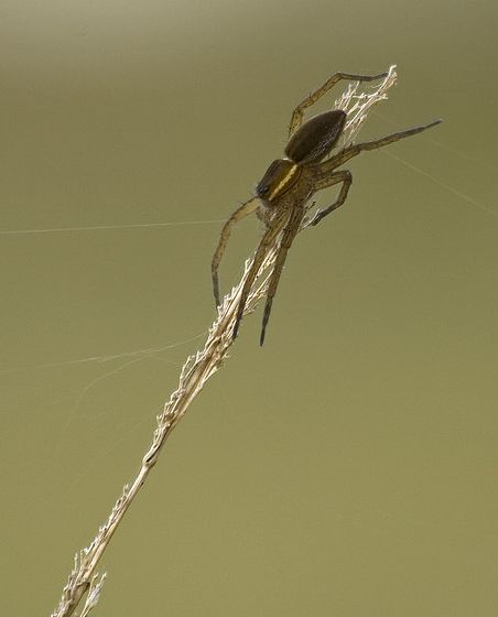  p>细腿豹蛛(学名:pardosa sp.