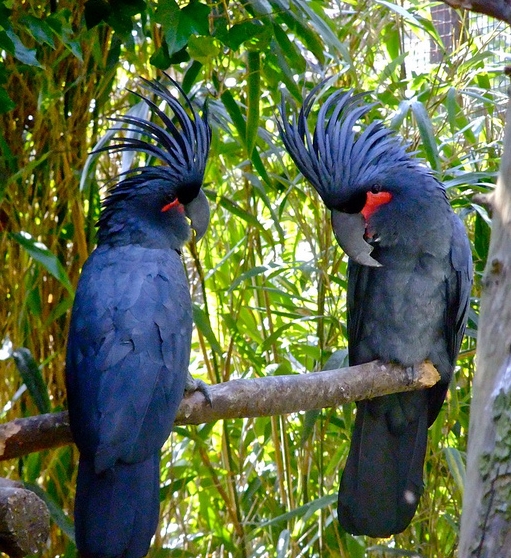  p>棕榈凤头鹦鹉指名亚种脸裸露,是典型的 a target="_blank" href="