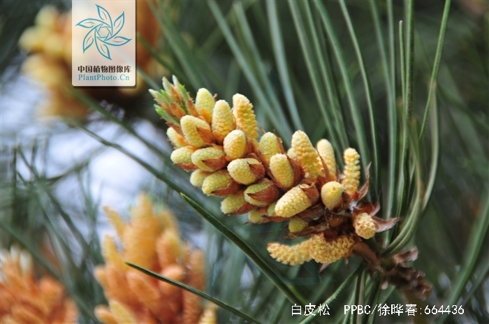 pinus bungeana zucc. ex endl.