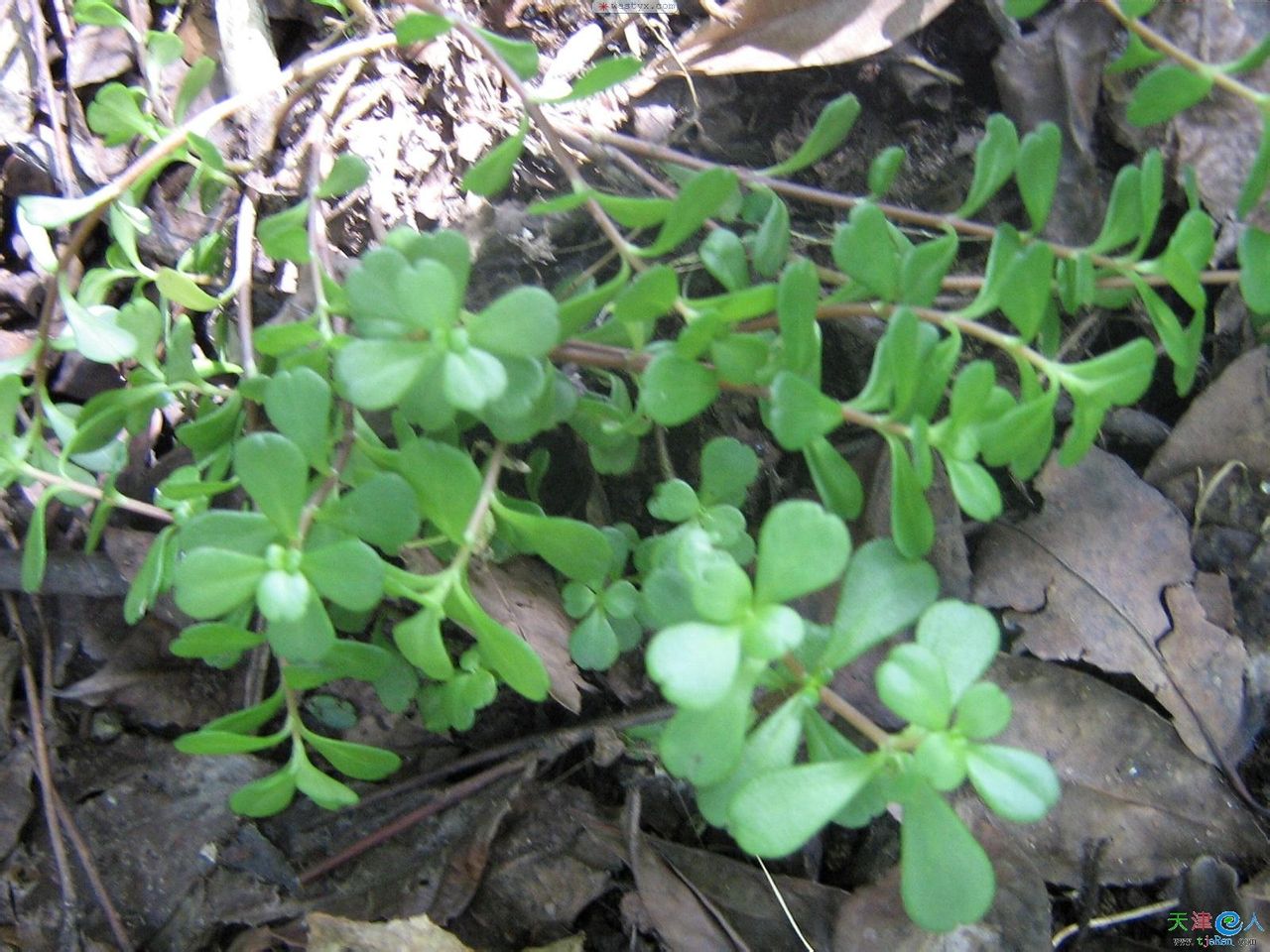  p>过路黄(拉丁学名: i>lysimachia christinae  /i>hance),别名: a