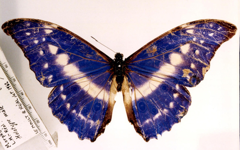  p data-id="gnvemr2fld">爱神闪蝶色彩鲜艳,花纹相当复杂.