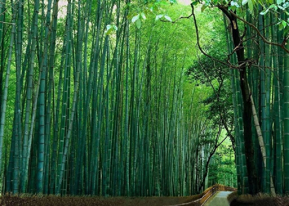  p>紫竹林坐落在 a target="_blank" href="/item/半山亭/8719469"