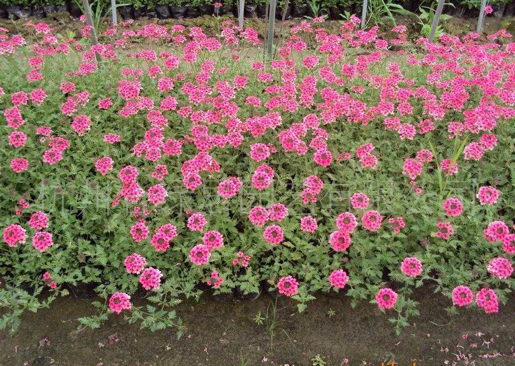  p data-id="go0mye415u">地被植物是指那些株丛密集,低矮,经简单管理