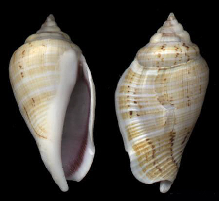  p>驼背凤凰螺(学名: i>gibberulus gibberulus gibbosus /i>):成贝长