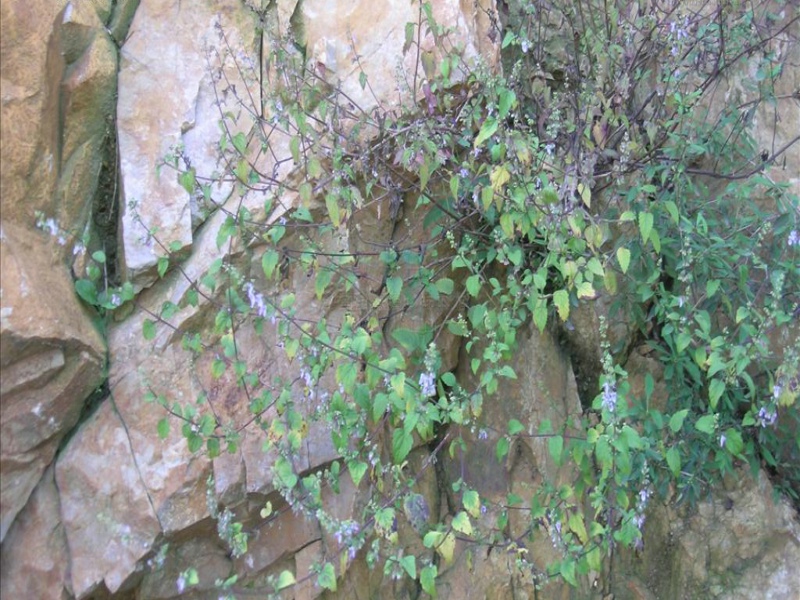  p>碎米桠(学名: i>rabdosia rubescens  /i>(hemsl.