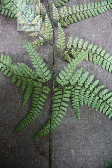 arachniodes shuangbaiensis ching