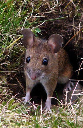 普通田鼠(学名:microtus arvalis)体长126~128mm,吻部短而钝,耳壳短小
