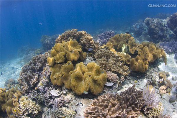 珊瑚 /a>目的 a href="#" data-lemmaid="216062">动物 /a>形成的一种