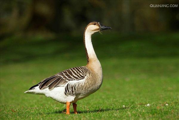  p data-id="tirwakegk3st">雁鹅是雁形目鸭科