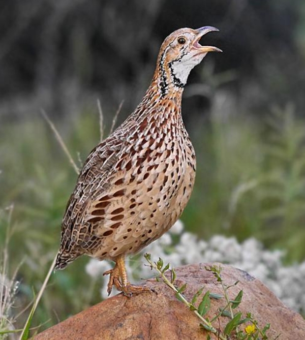 francolinus levaillantoides