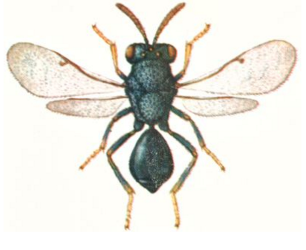 洋葱木虱跳小蜂