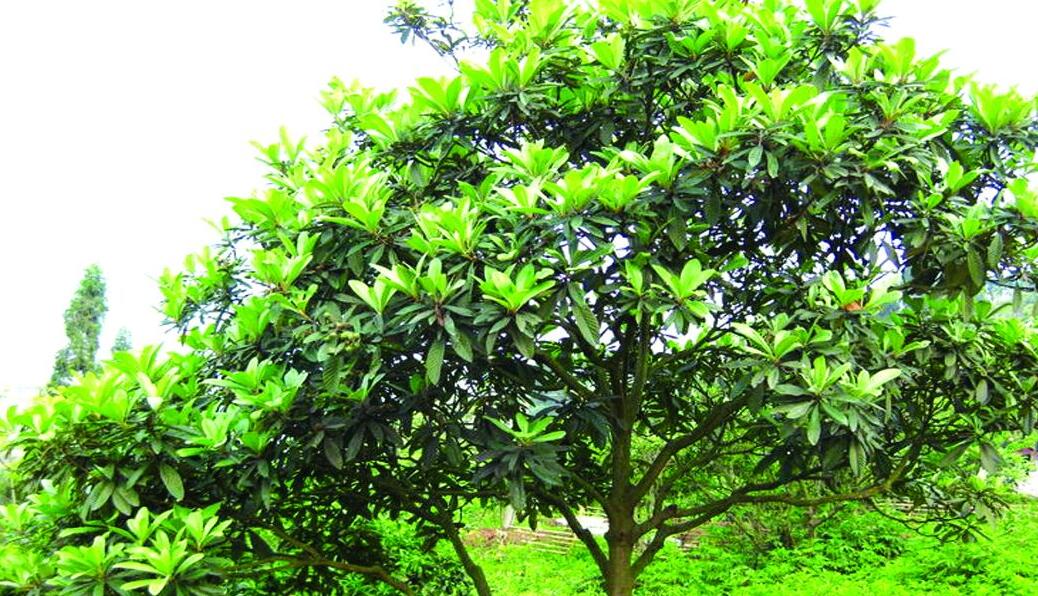  p>阔叶树:叶子宽阔的树.