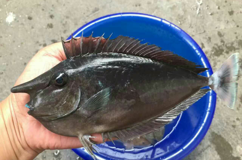  p>长吻鼻鱼,又称单角鼻鱼,学名: i>naso unicornis /i> (forssk  l