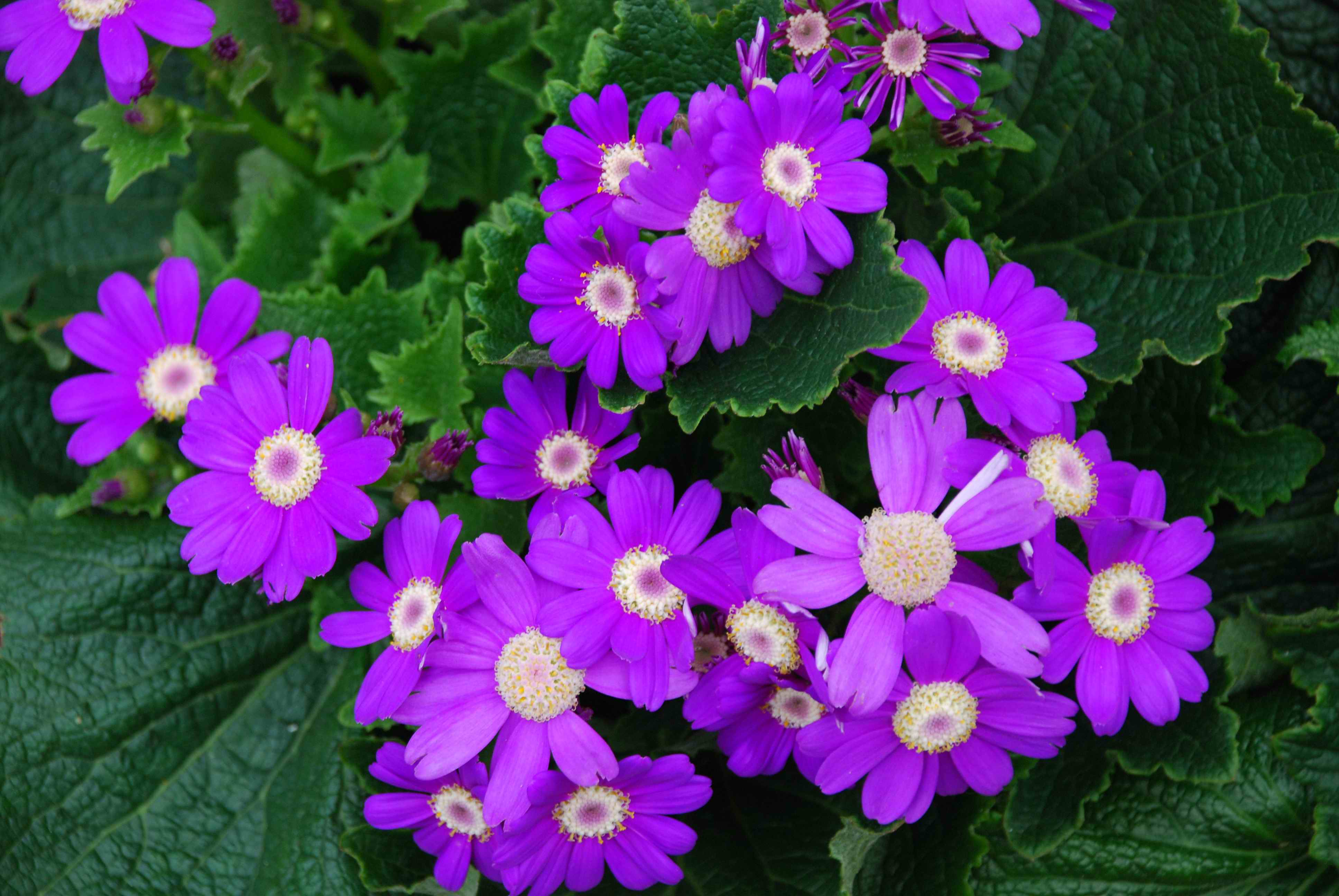 q3ojz4">瓜叶菊(学名: i>pericallis hybrida /i>)是菊科瓜叶菊属植物