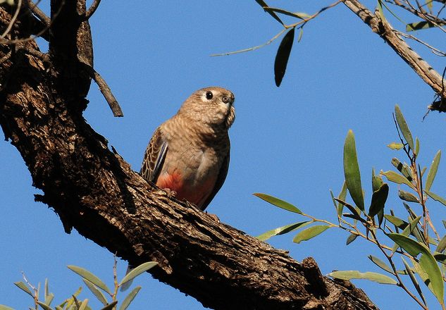  p>伯克氏鹦鹉(学名: i>neopsephotus bourkii /i>)是典型的 a href="