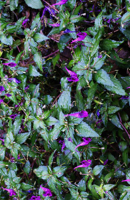 鸭跖草状凤仙花