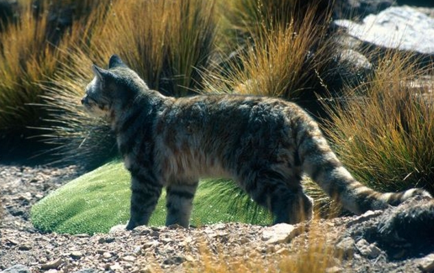 oreailurus jacobitus