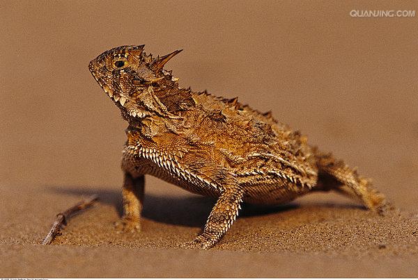 coronatum blainvile,别名冠状角蜥,英文名horned toad,horned lizard