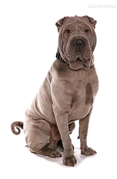 皮犬,英文名 sharpei,产于中国广东南海大沥镇一带,是世界名种斗狗之