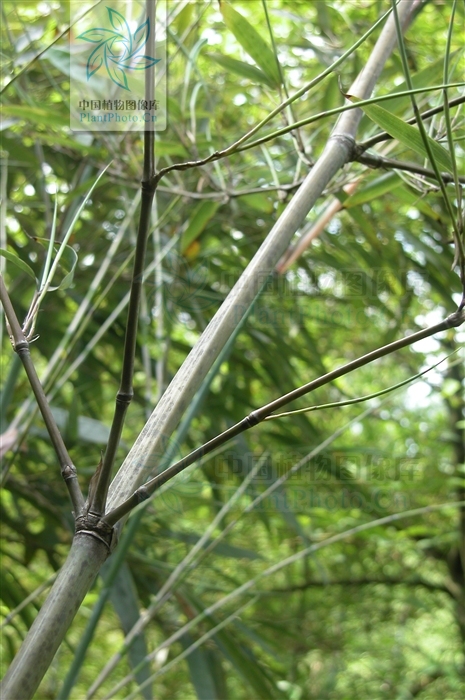  p>密毛箭竹(学名:fargesia plurisetosa wen)属箭竹属禾本科植物