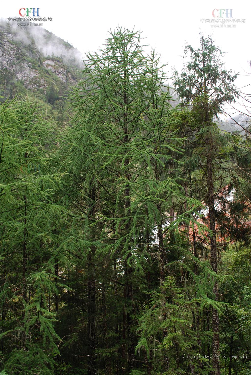  p>落叶松属(larix)是 a target="_blank" href="/item/裸子植物门