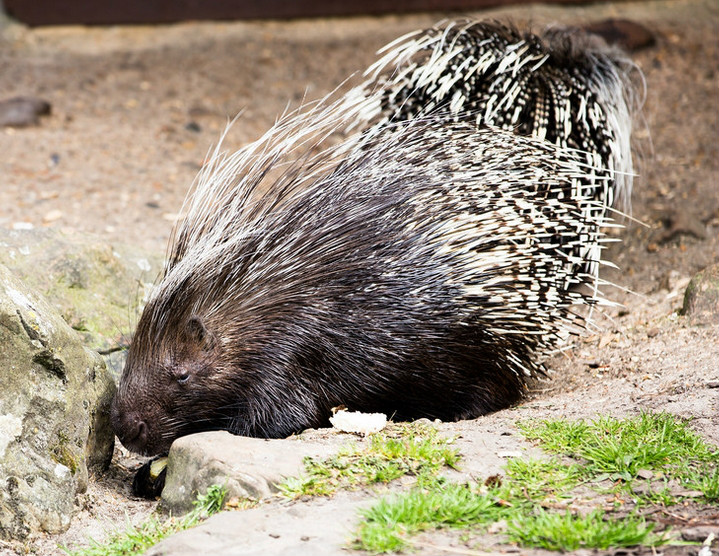  p>开普敦豪猪(学名: i>hystrix africaeaustralis /i>):又称南非豪猪
