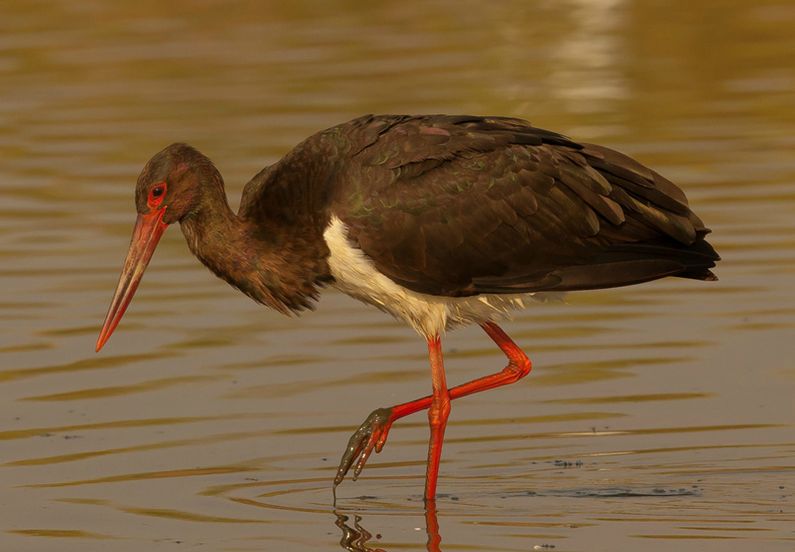  p>黑鹳(学名: i>ciconia nigra /i>):是一种体态优美,体色鲜明,活动 