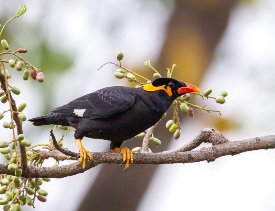 common hill myna