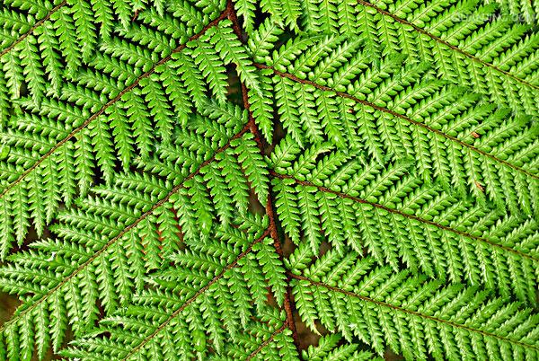  p>盾蕨(学名: i>neolepisorus ovatus /i> (bedd.