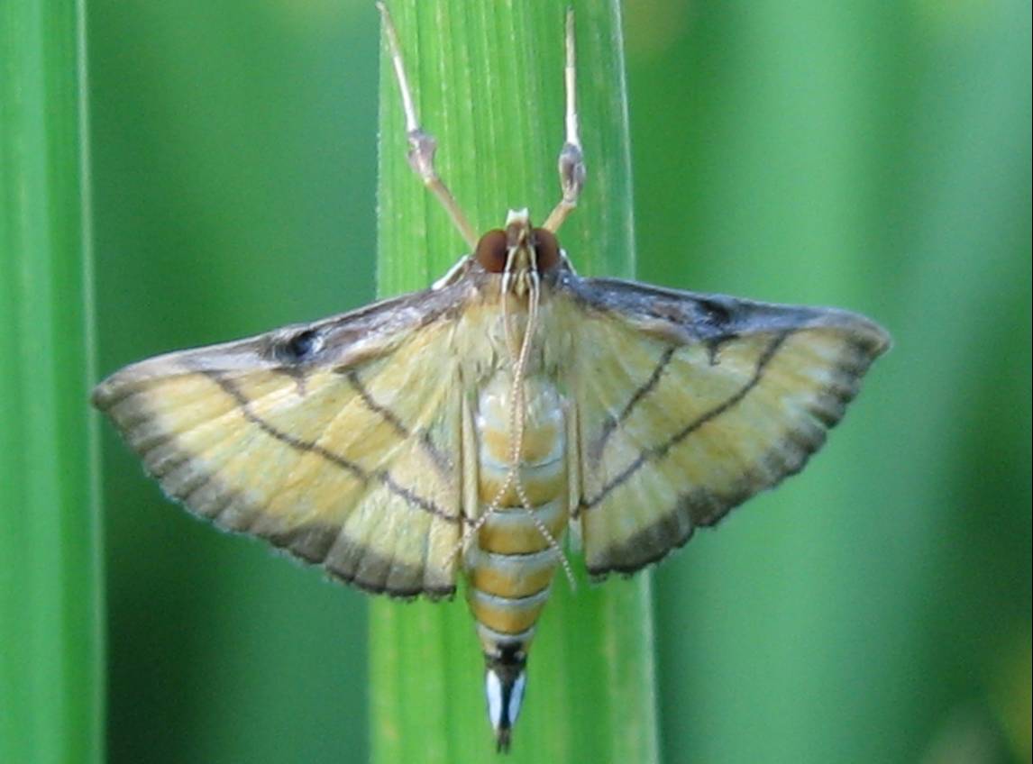  p>昆虫名,为鳞翅目,螟蛾科.