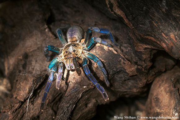  p>泰国金属蓝(拉丁学名:haplopelma lividum)又名泰国钴蓝捕鸟蜘蛛