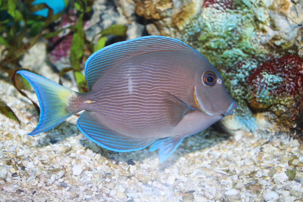  p>蓝刺尾鱼(学名:acanthurus coeruleus).此鱼体呈卵圆形.