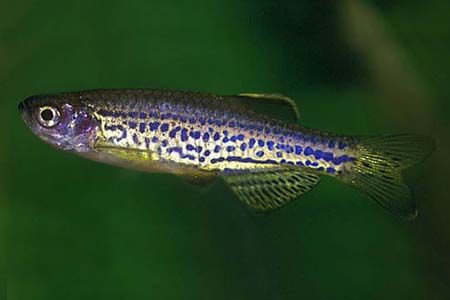 zebra fish