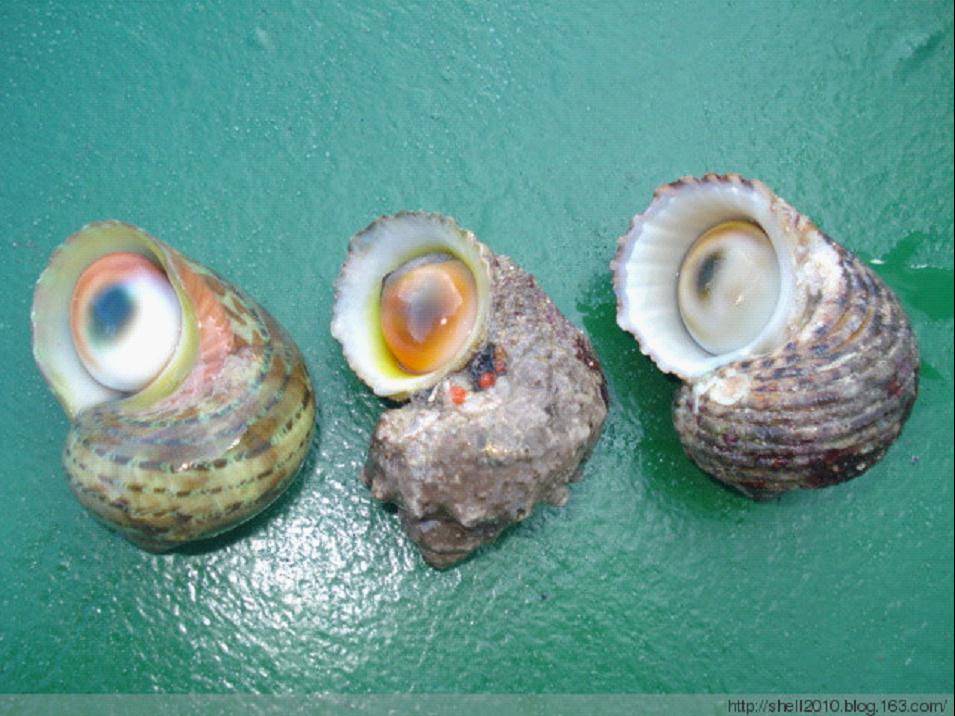  p>猫眼蝾螺(英文名:tapestry turban,cats eyes turban)为腹足纲 a