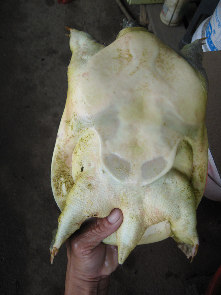  p>黄河鳖属中华鳖的黄河群体是中国土生土长的一个甲鱼品种.