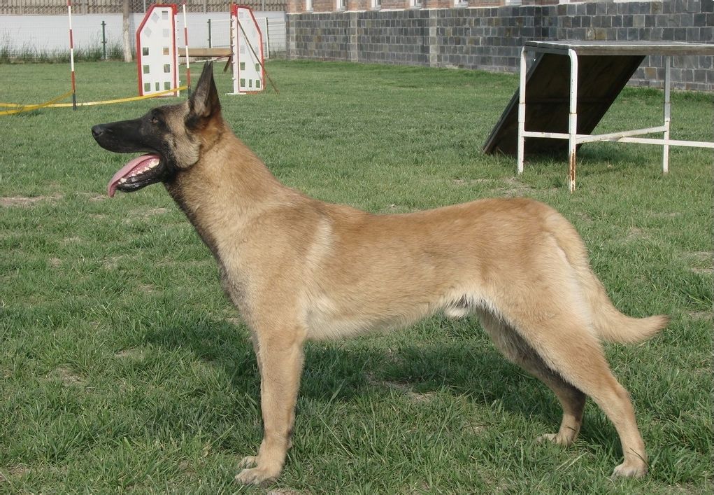  p>中国马犬是 a href="#" data-lemmaid="4764792">昆马犬 /a>的俗名