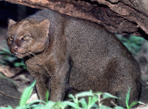 属中型野生 a href="#" data-lemmaid="71877">猫科动物 /a>,体长约51