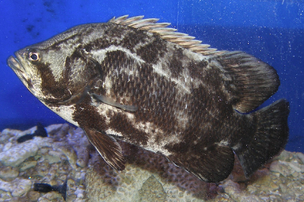  p>松鲷(学名: i>lobotes surinamensis /i>)是松鲷科,松鲷属的一种