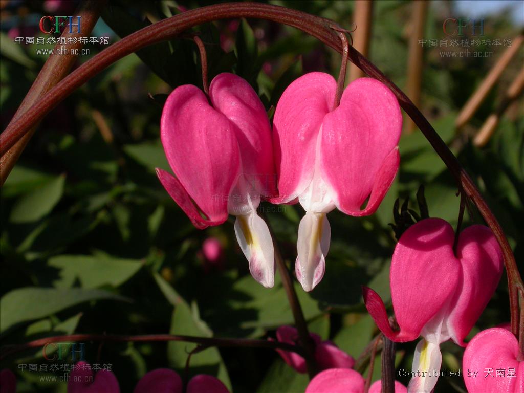 茎直立或近无茎,单轴或合轴.叶多回羽状分裂或为三出复叶.