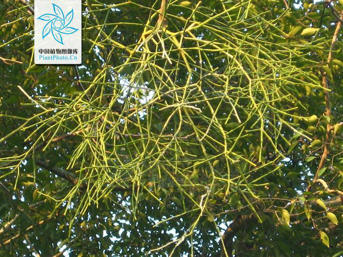 棱枝槲寄生