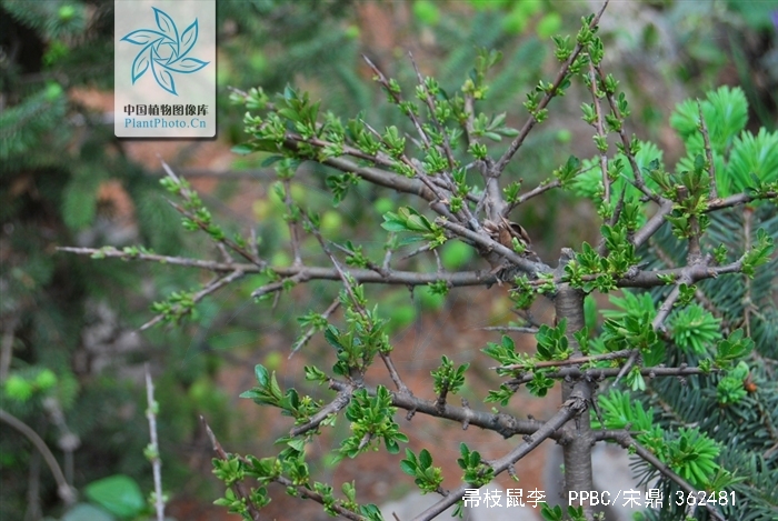  p>帚枝鼠李(rhamnus virgata roxb.